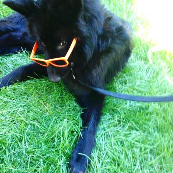 Reagan's Abodminal Surgery - Picture 7 of 7